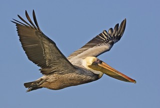 Brown_pelican_from_natures_pics-Public_domain